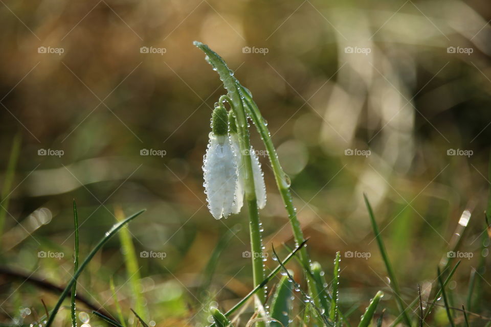 snowdrops after the rain