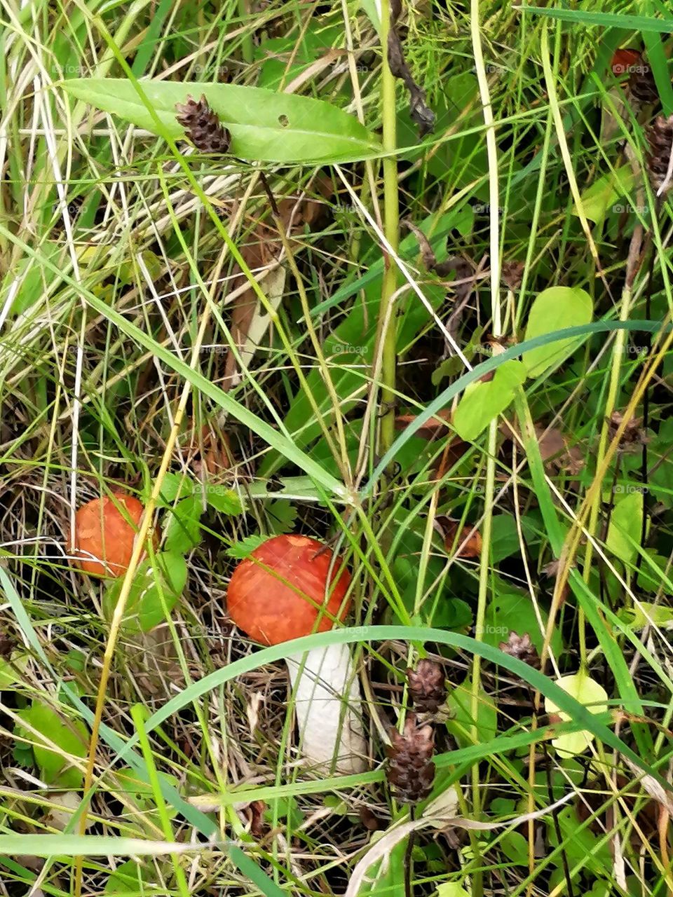 Hit! Красавчики