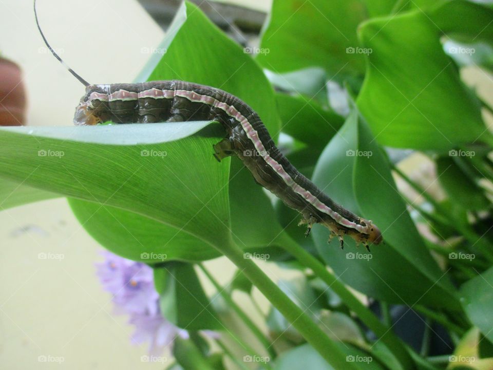 Caterpillar