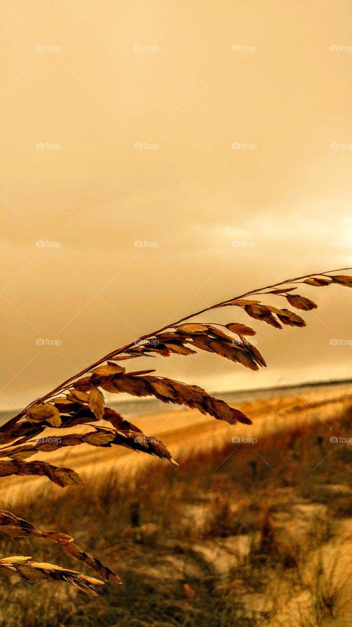 sea oats on the beach