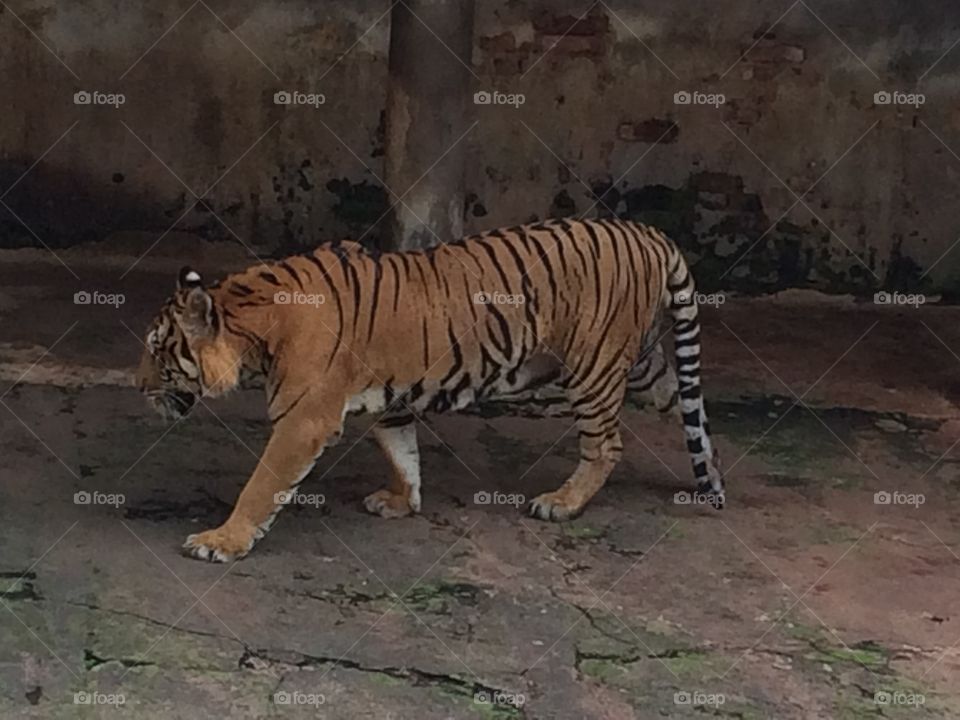 Tiger 