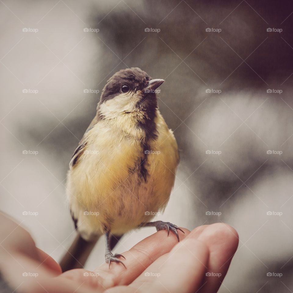 Bird on man hand