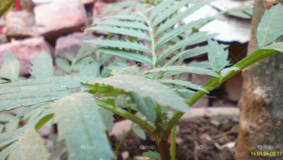 Photo of a marigold plant