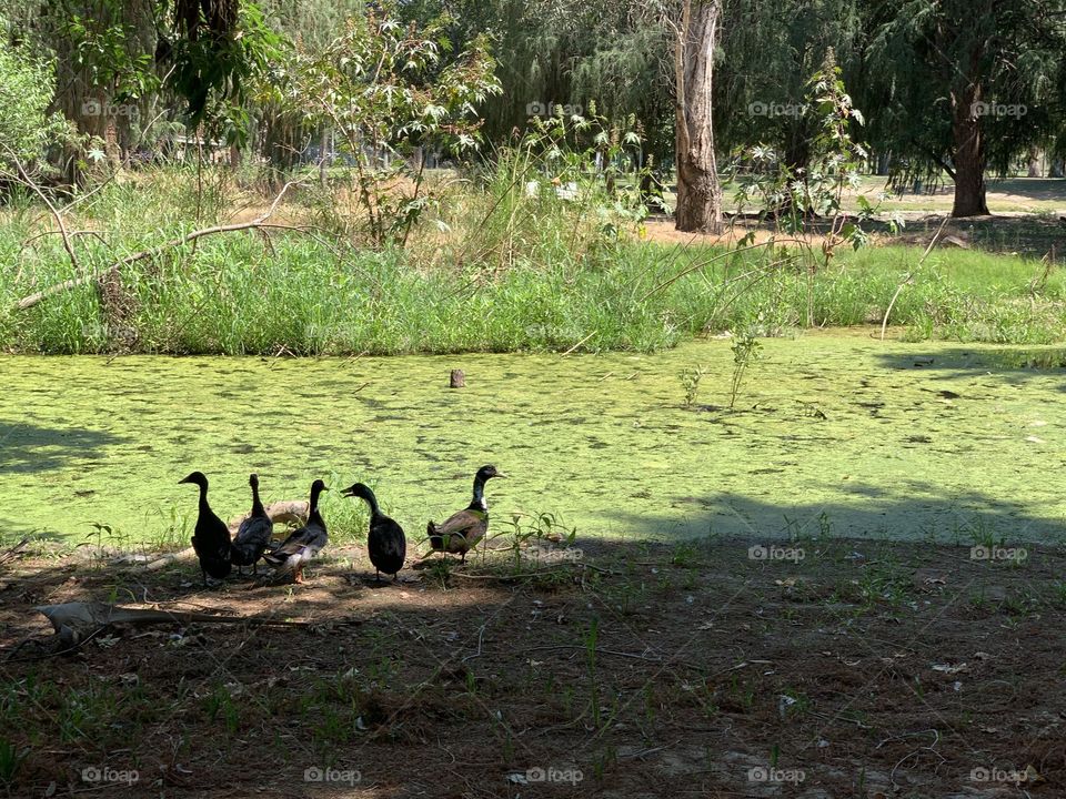 Family of ducks next to a pond. Riverside, California. 