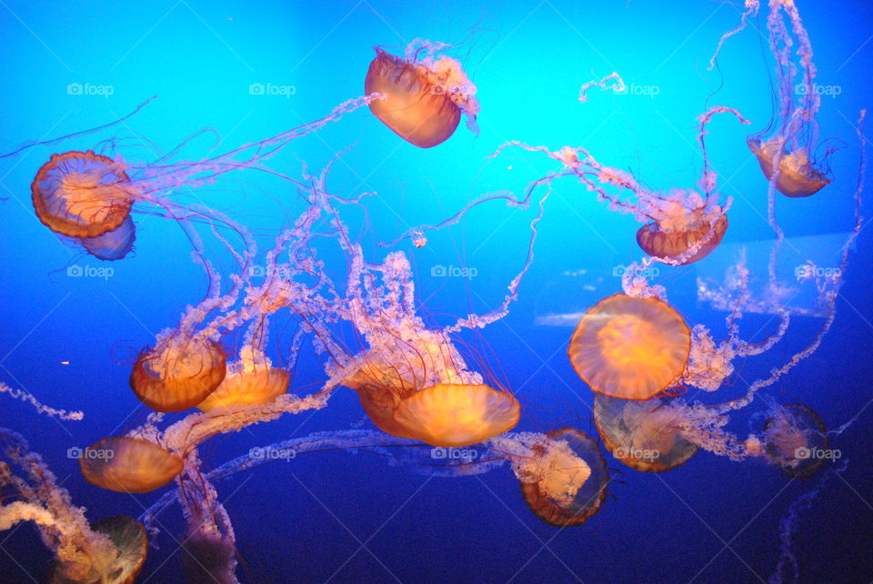 Jellyfish in an aquarium