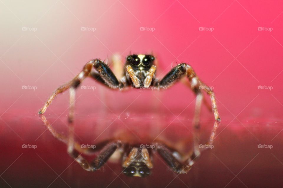 jumping Spider With Reflection