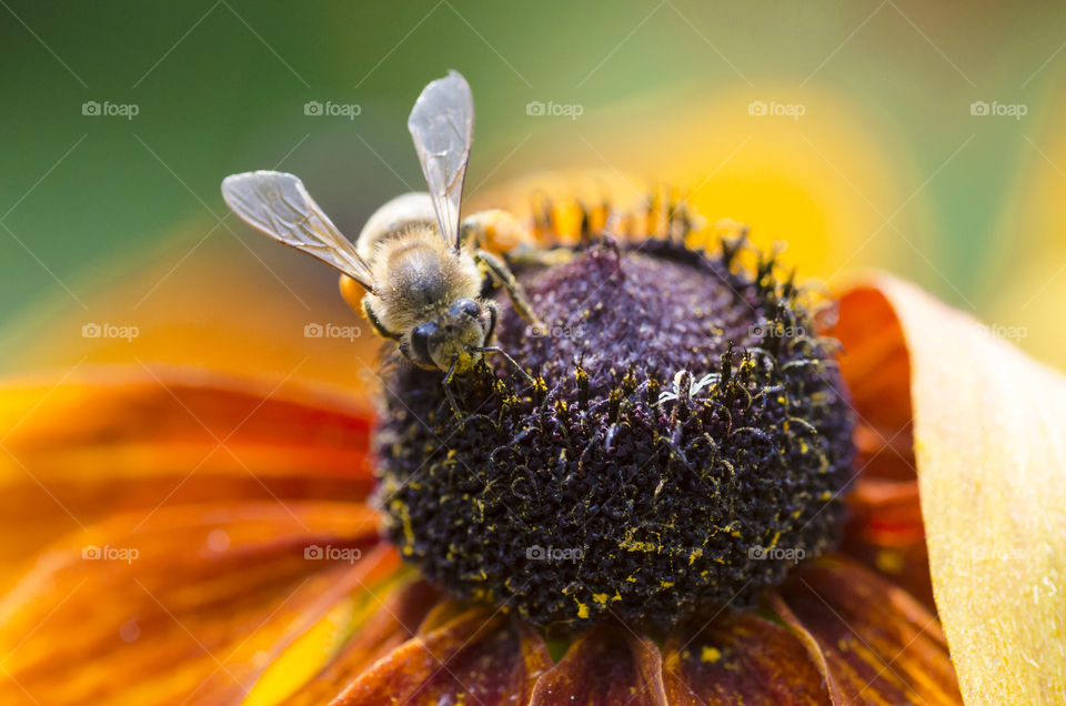 Extreme close-up of bee on flower