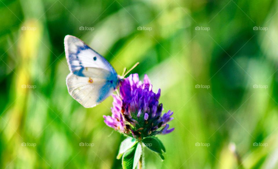 Butterflies Fly Away - a white butterfly with blue markings on a red clover blossom in a sunny meadow 