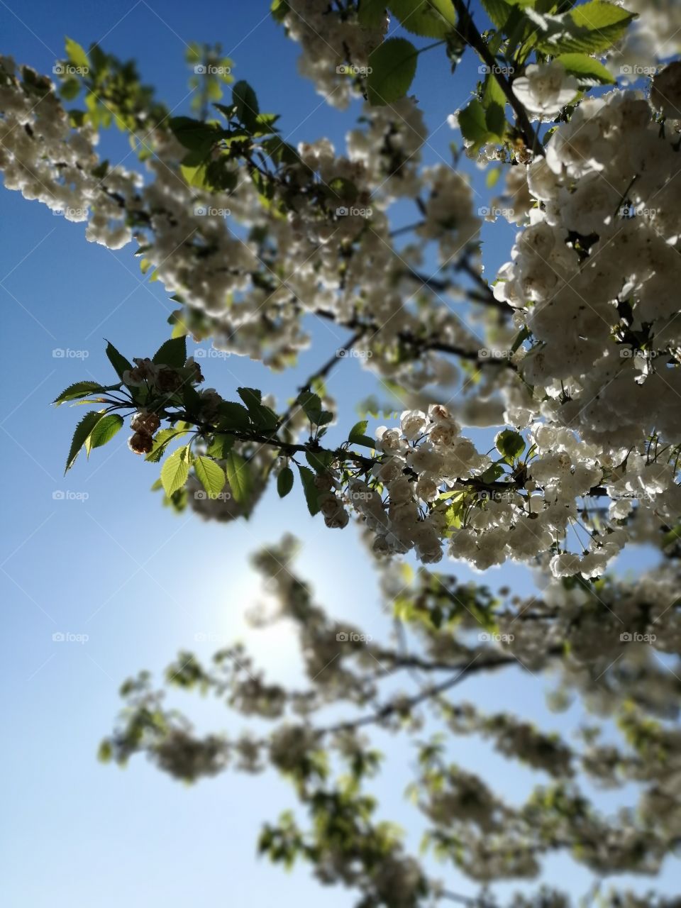 Morning, spring, weather