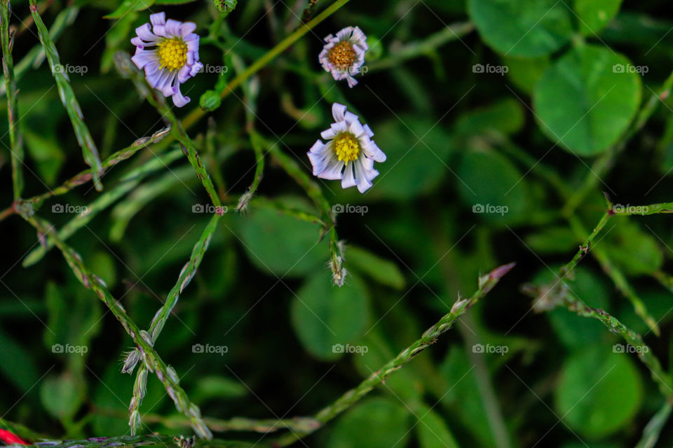 little purple wild flowers