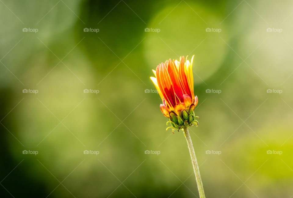 A shot of a flower