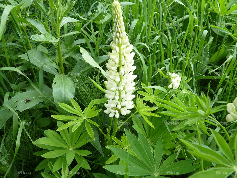June flowers of summer