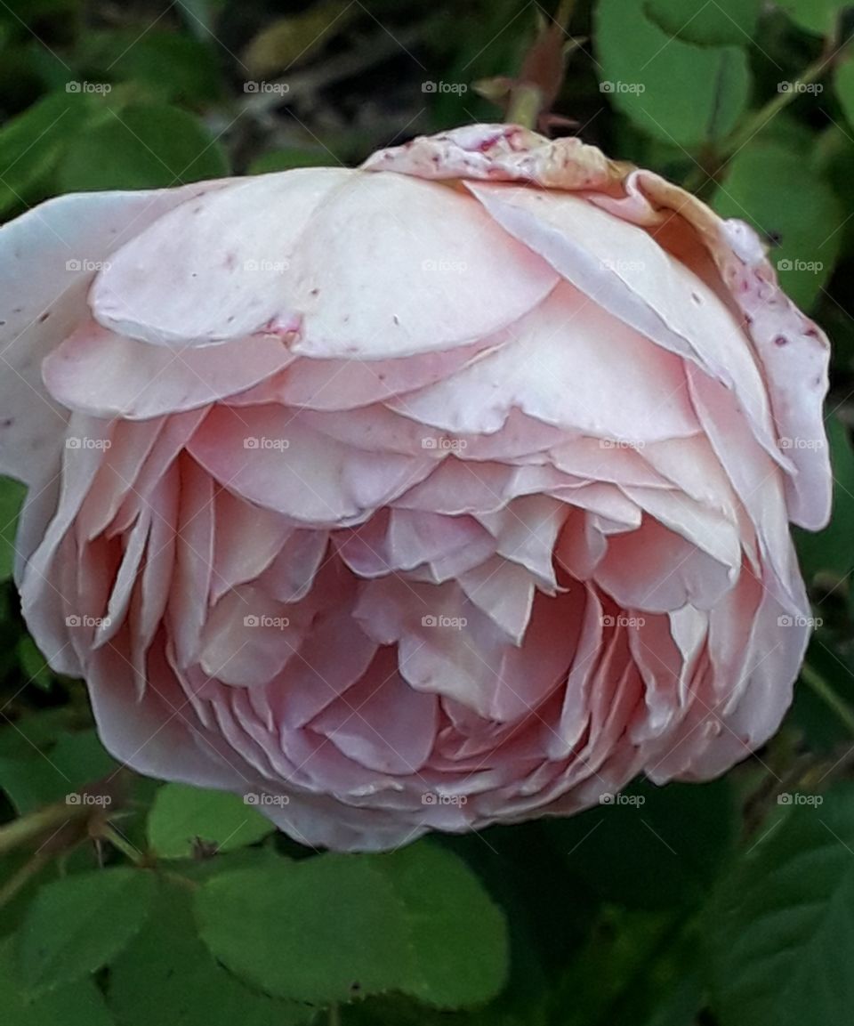 light pink rose in the evening