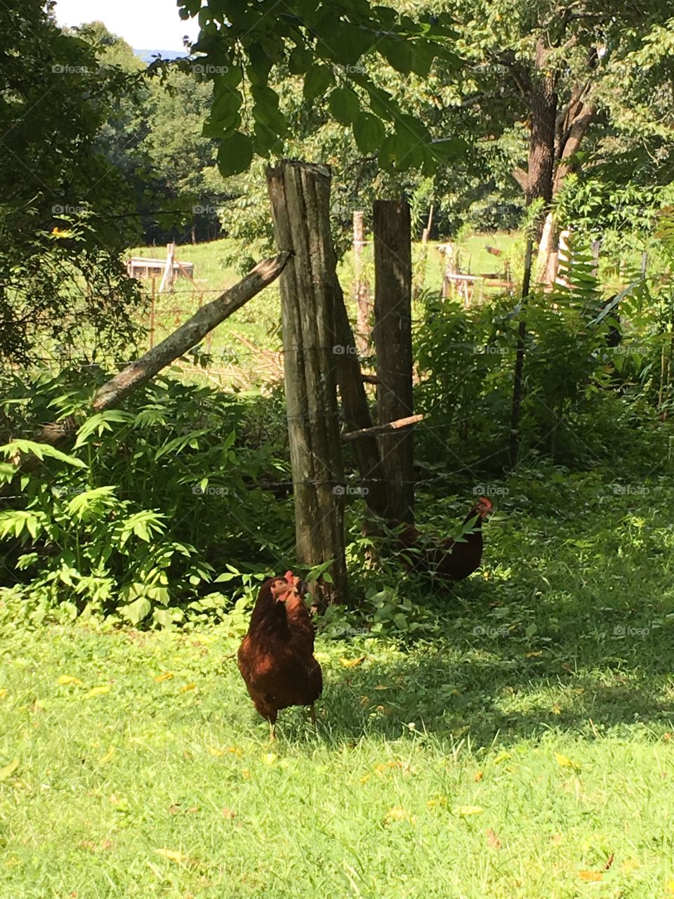 Chickens and fence