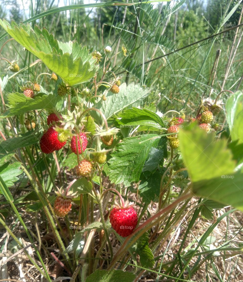 wild strawberries in the forest summer food