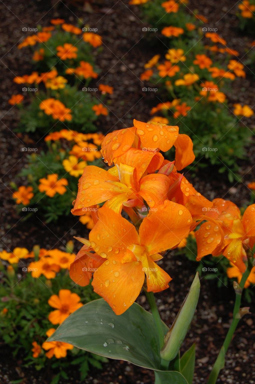 Orange Burst. A cluster of beautiful orange flowers 