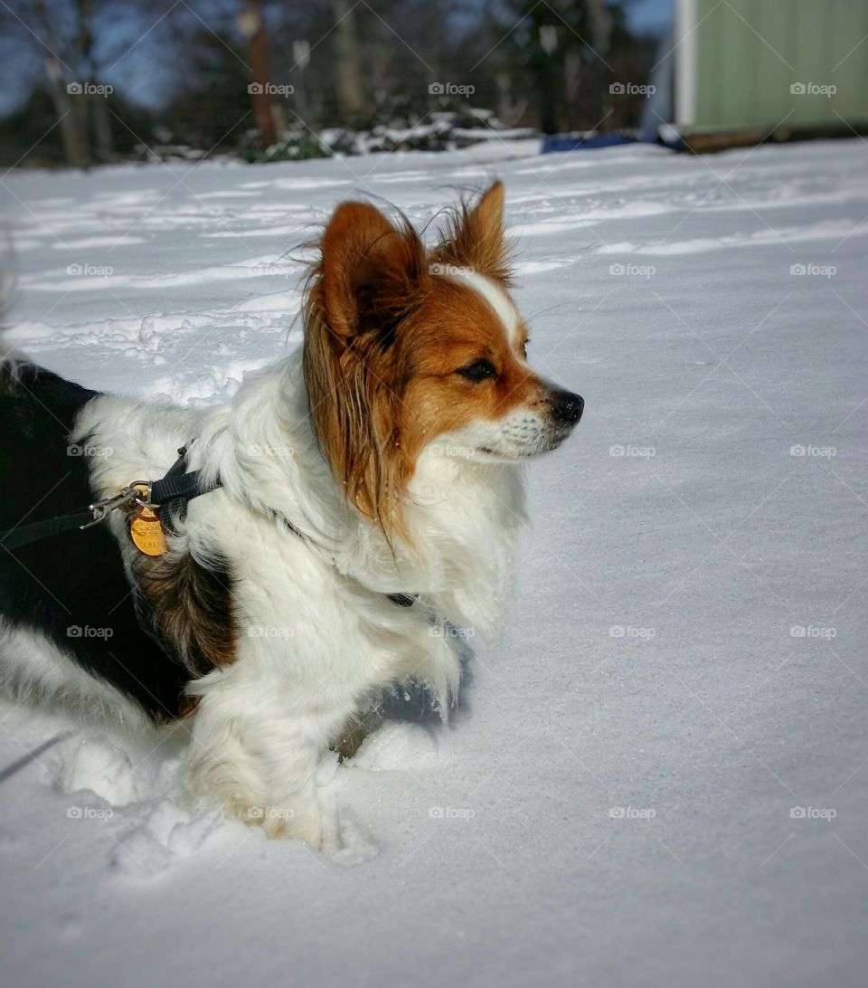 Papillion in the Snow