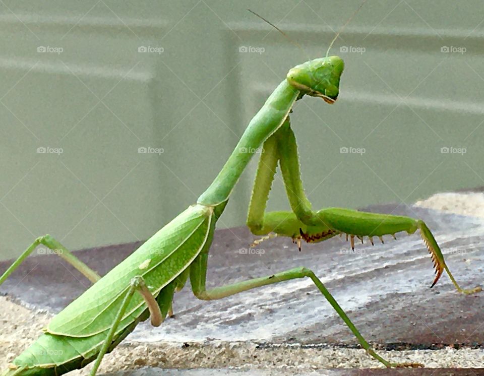 Praying mantis