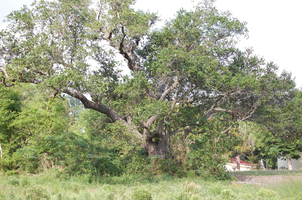 oak