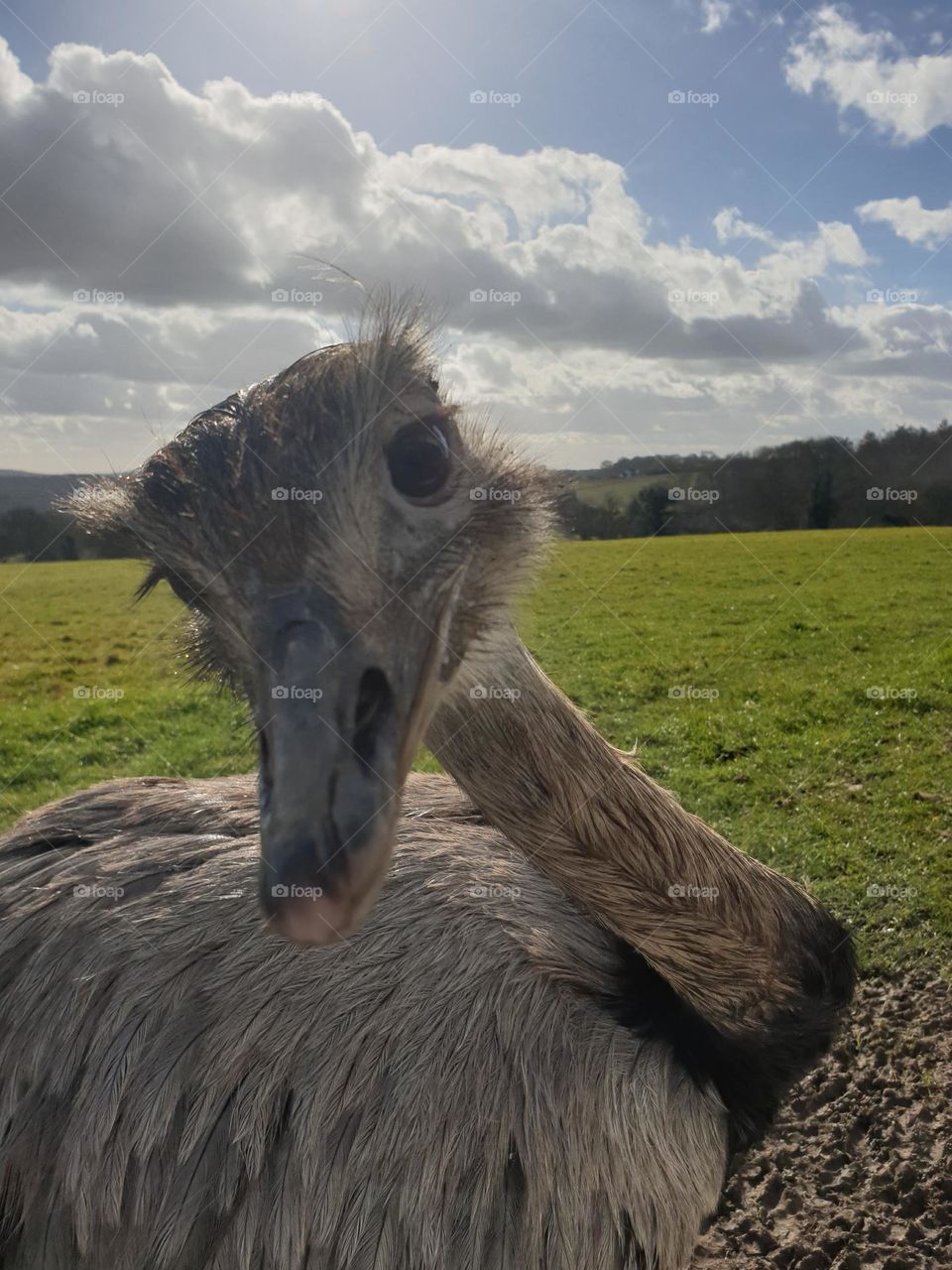 birds emu