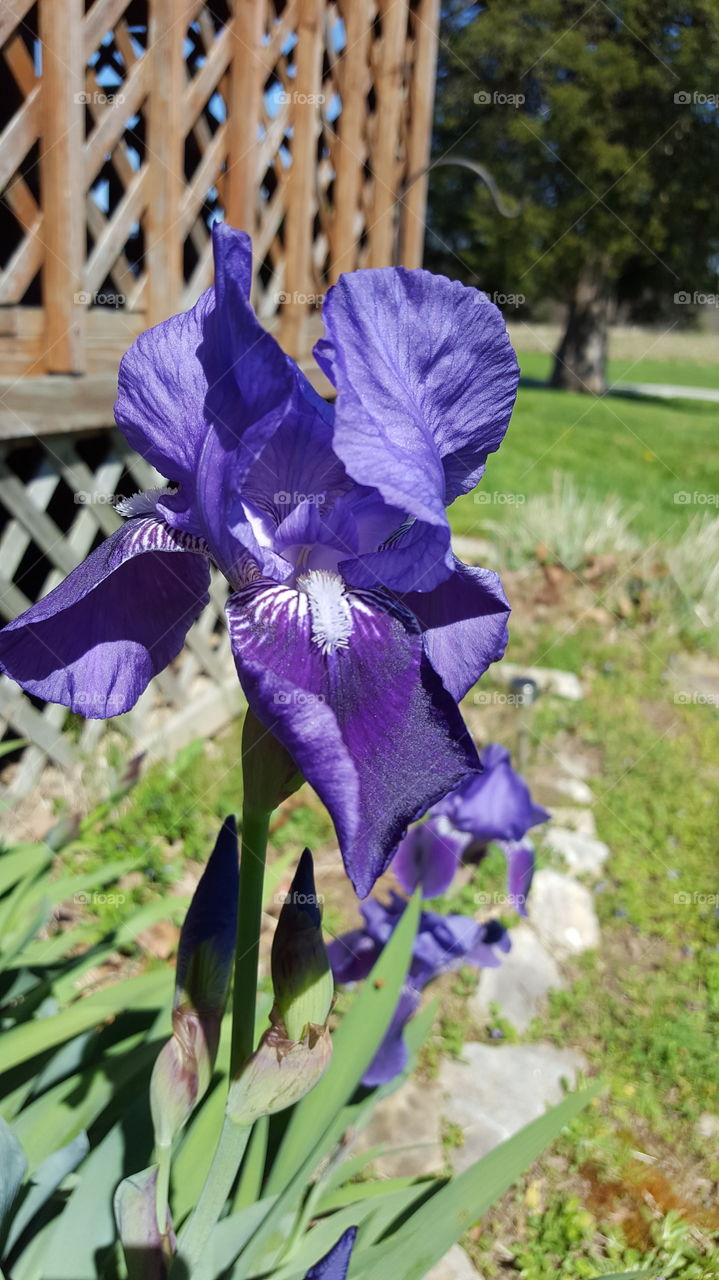 purple iris