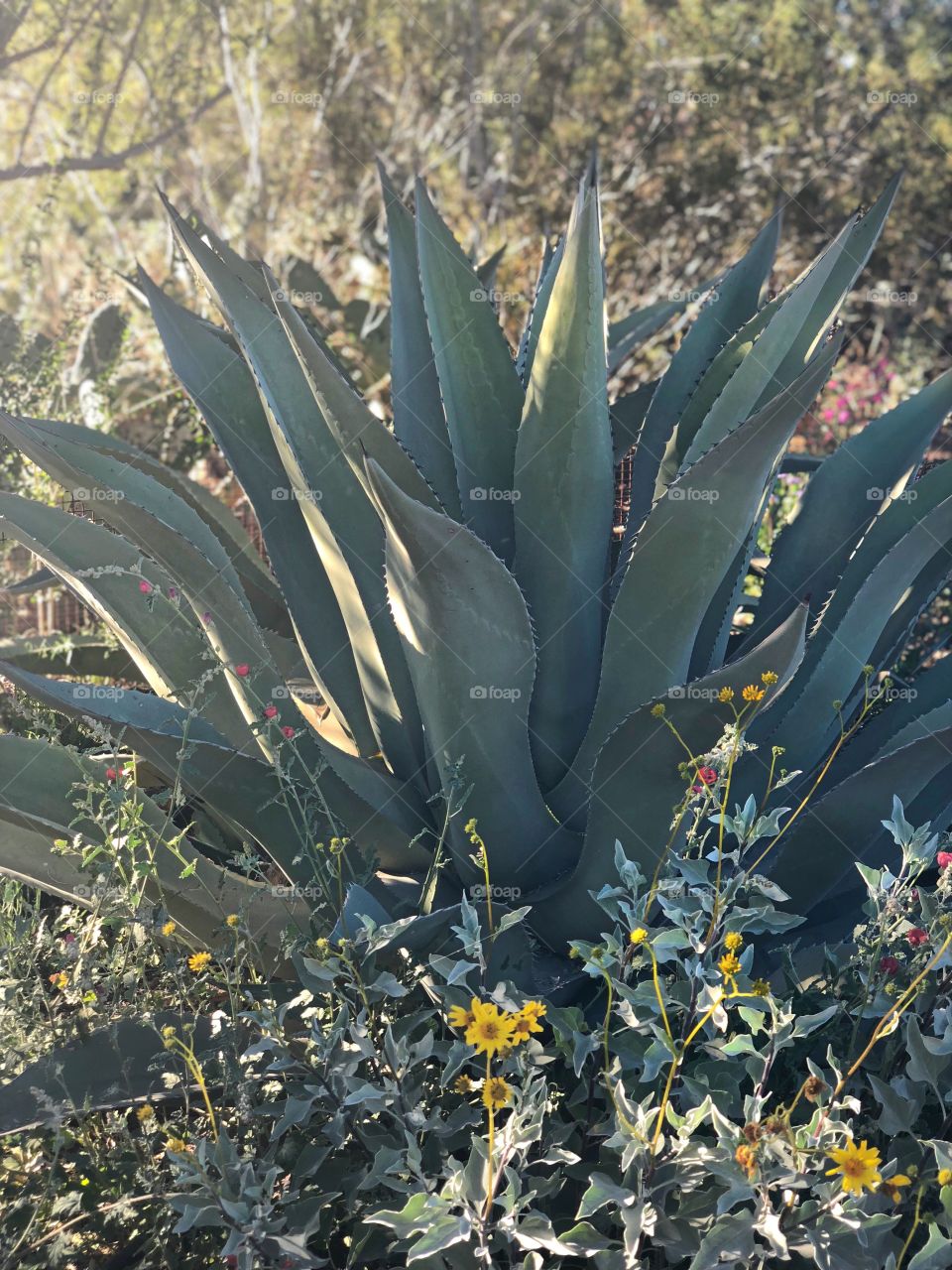 Cactus desert 