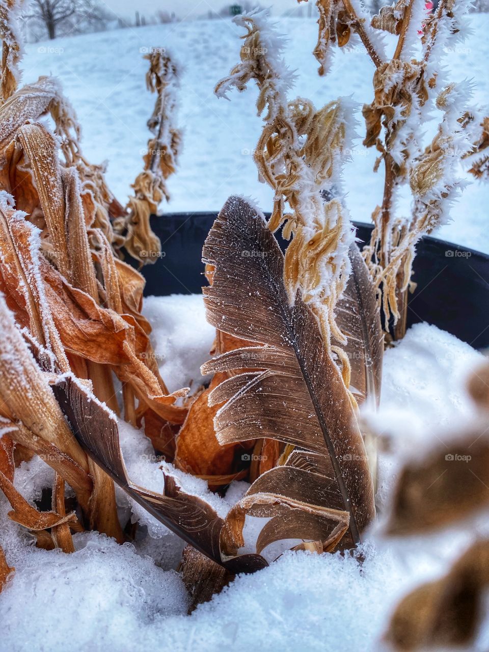 Frosty feather