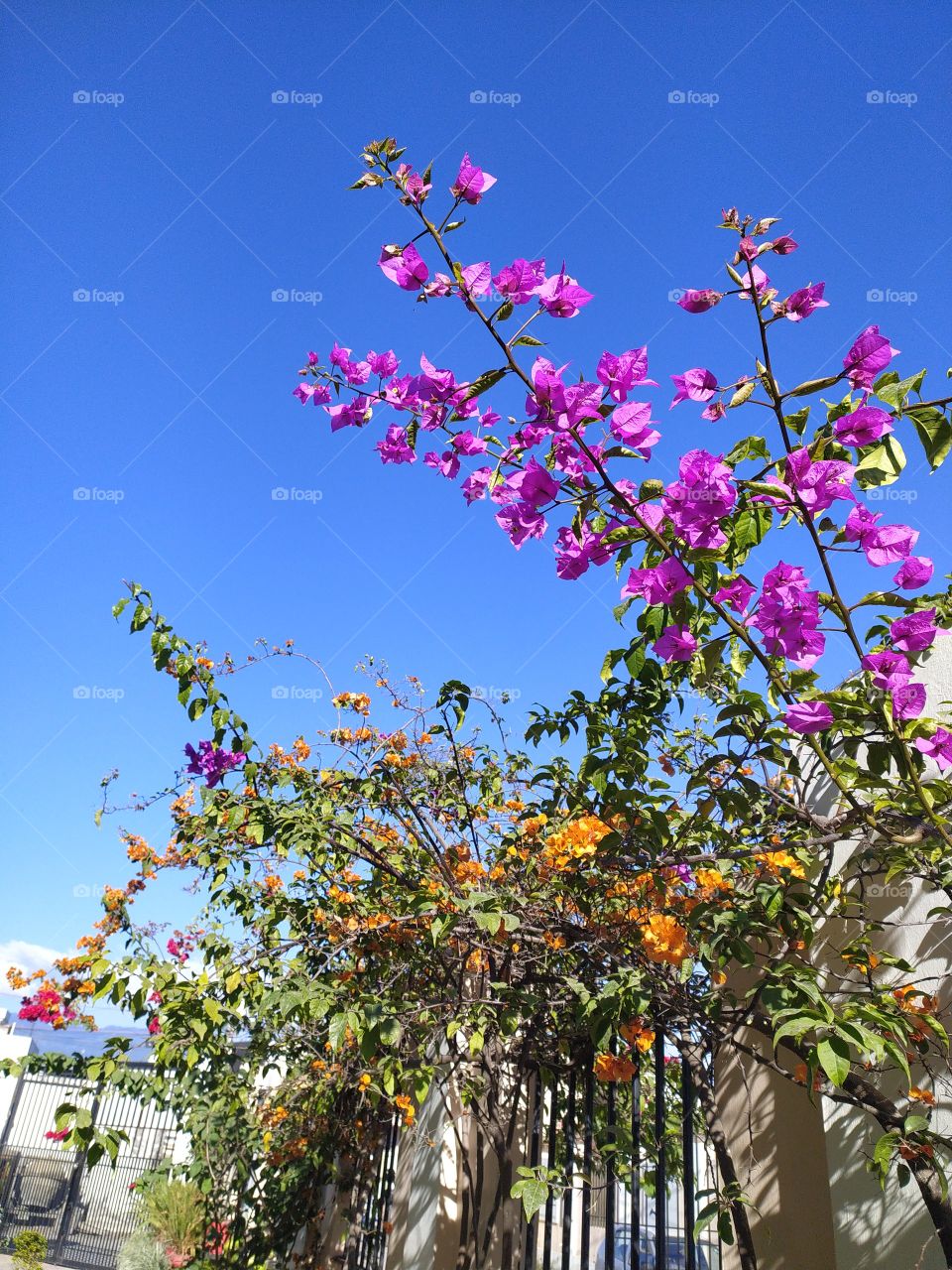 Beautiful Bougainvillea once again: A wonderful winter afternoon
