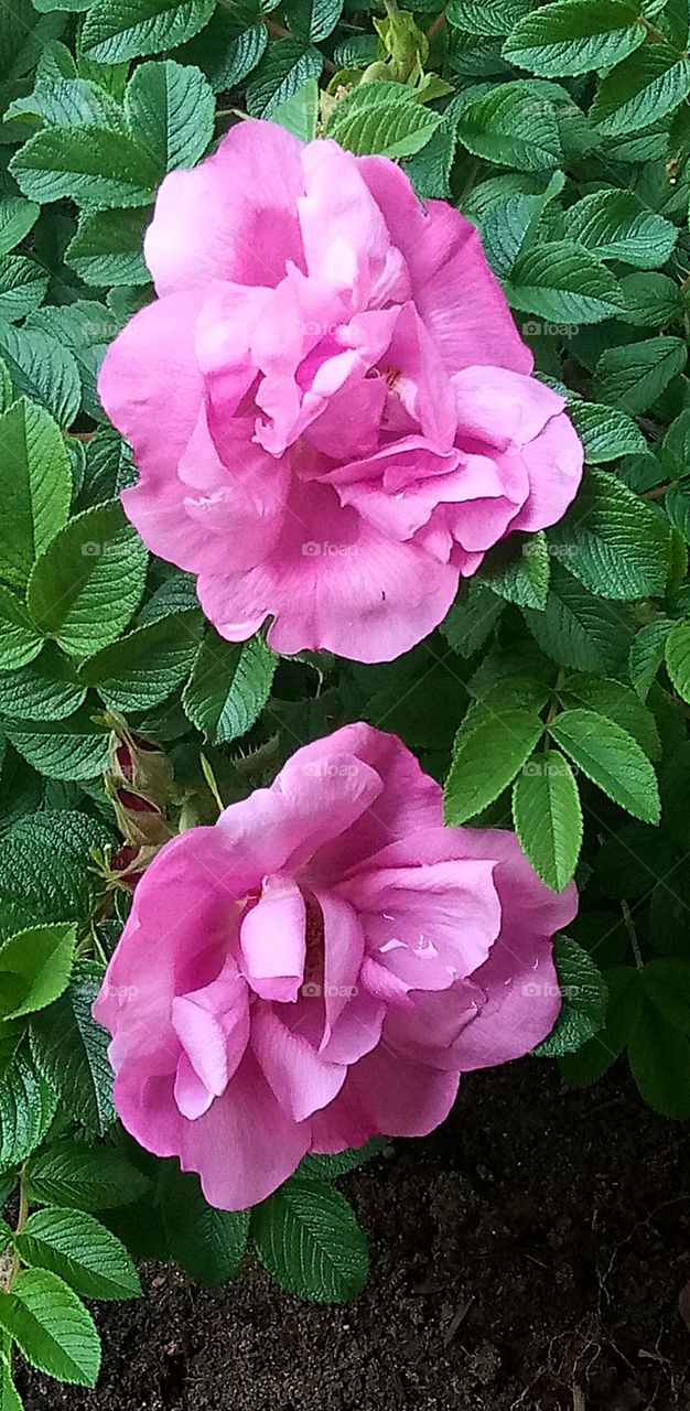 two pink flowers in full bloom