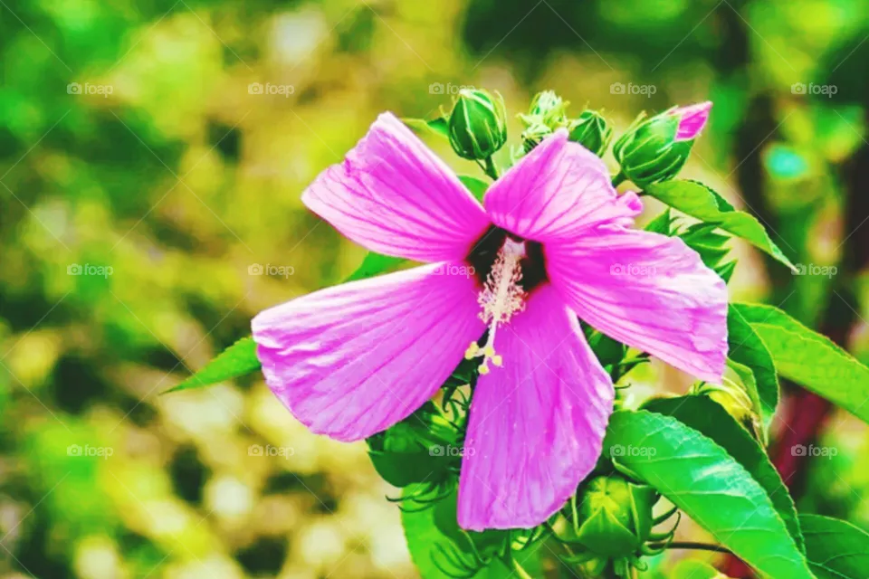 flowers