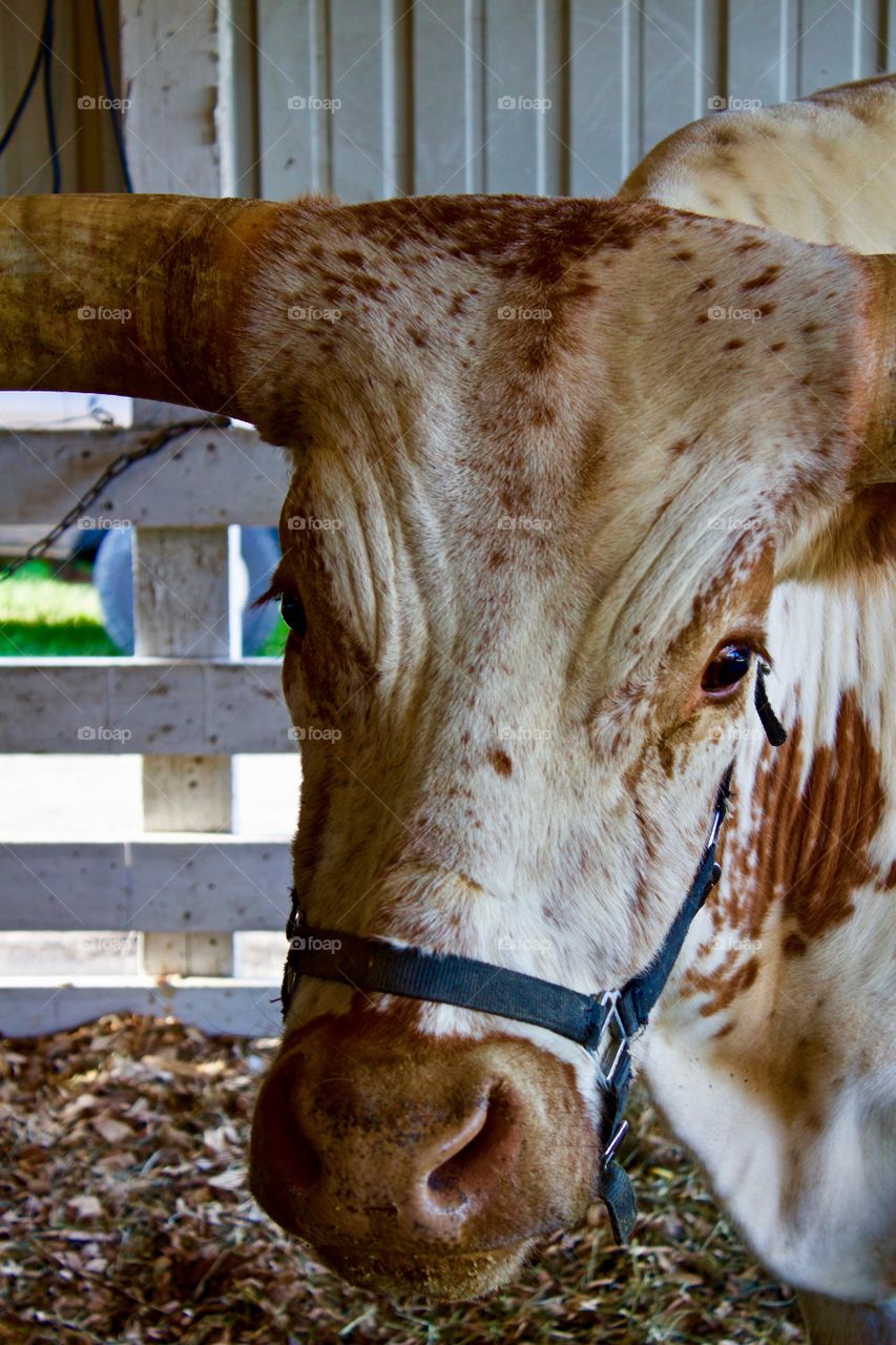 Closeup of the face of a Texas Longhorn in an open-air Cattle barn
