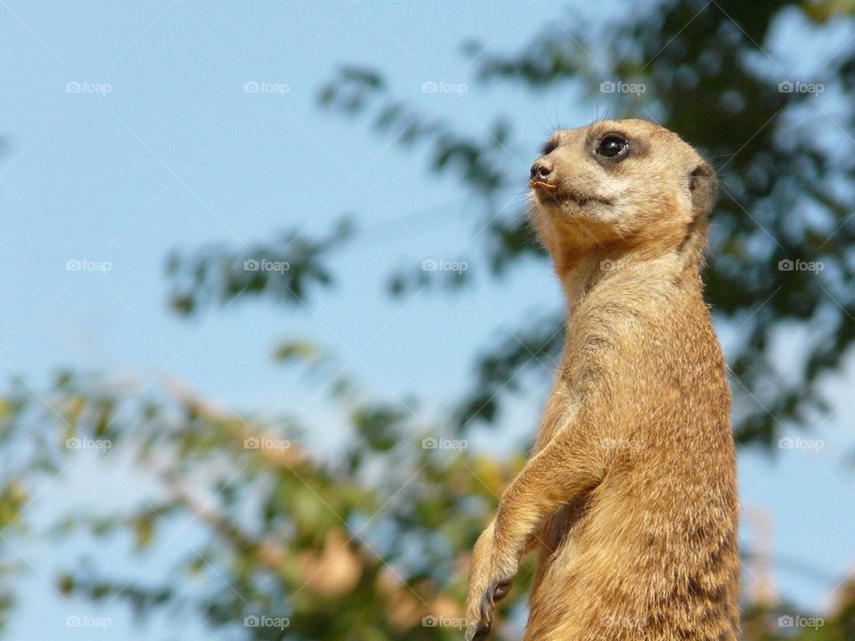 Proud lemur 