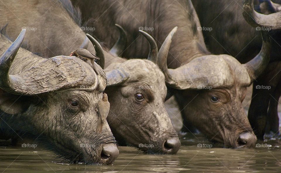 Three buffalos drinking water from the water hole 