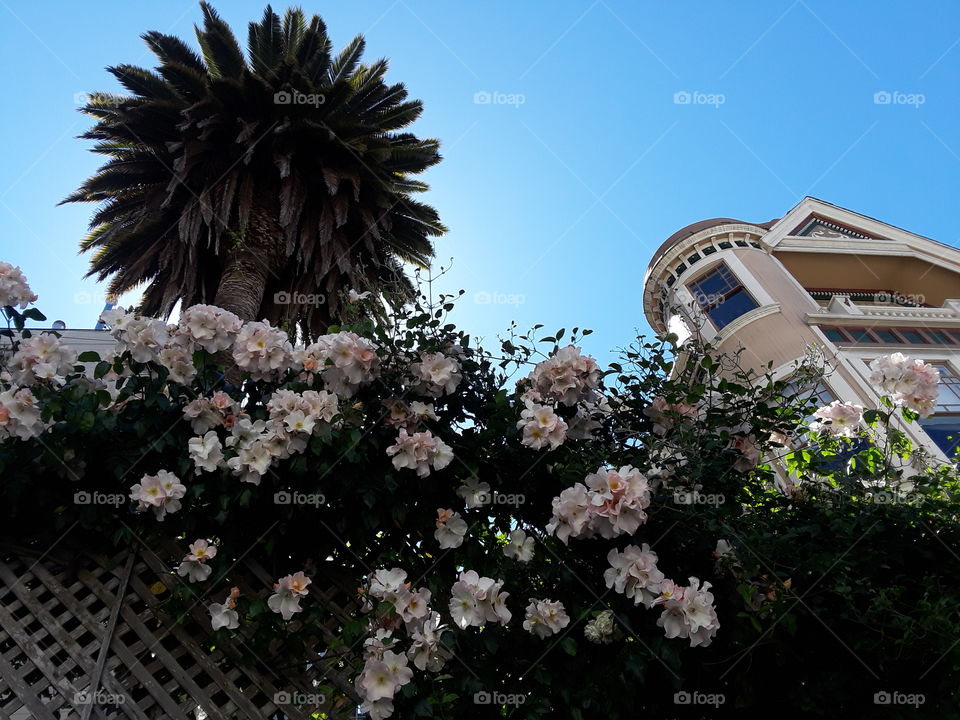 Pacific Heights San Francisco California