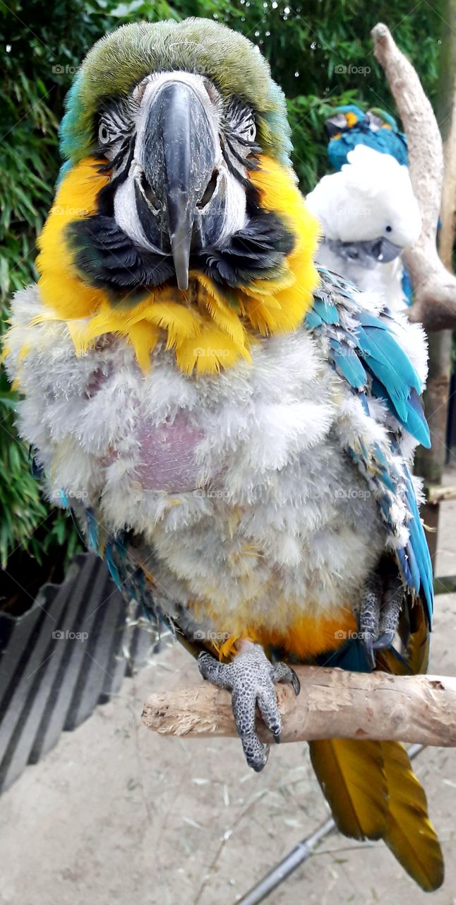 a beautiful parrot