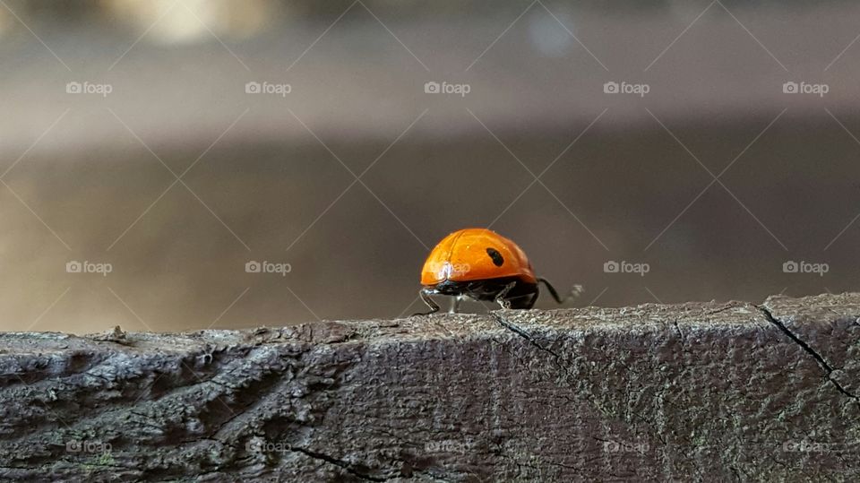 Ladybird on wood