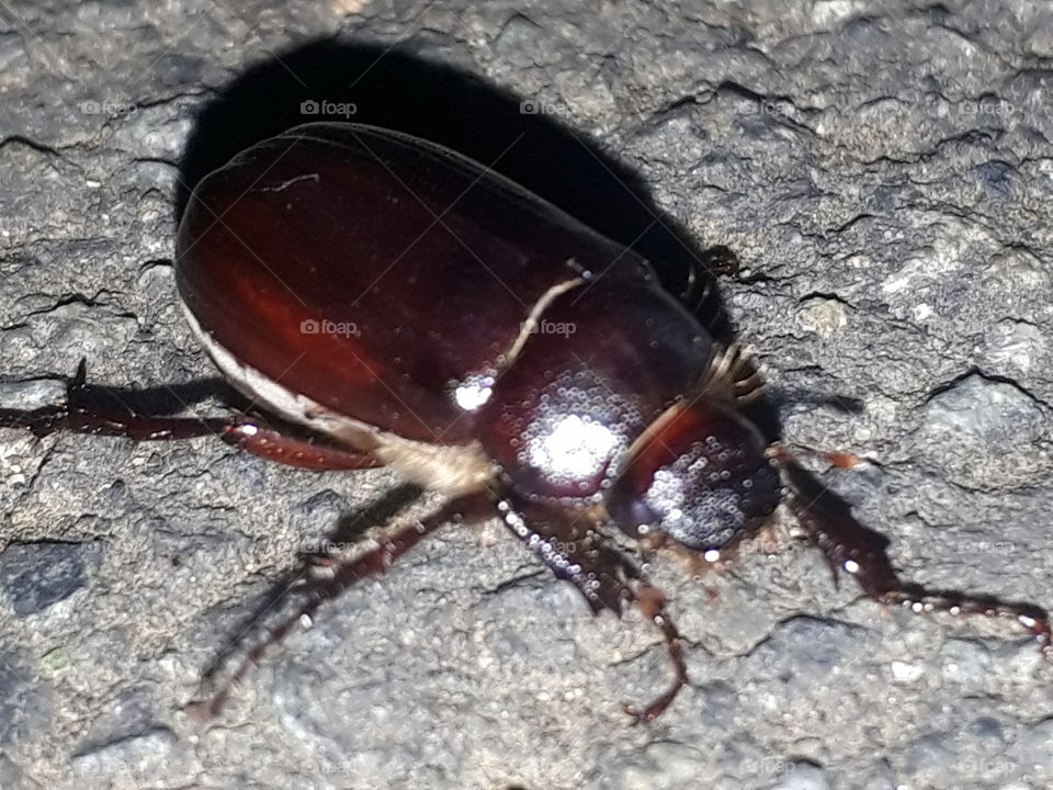 beetle