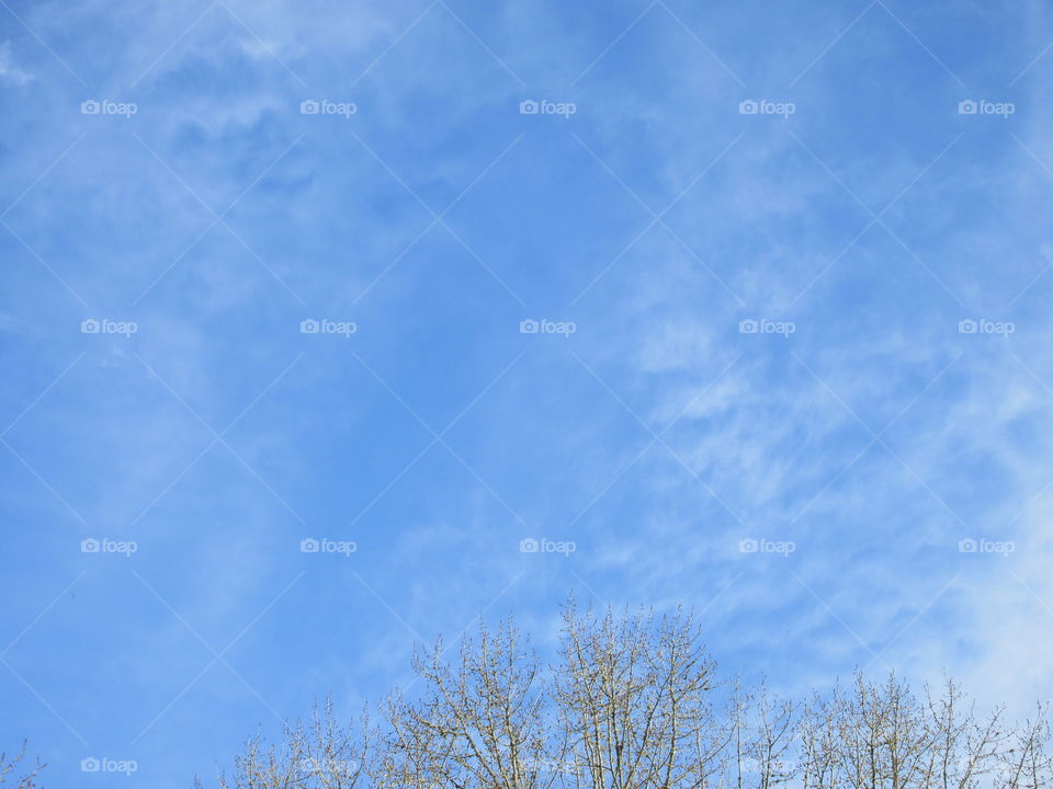 tips of trees with clouds