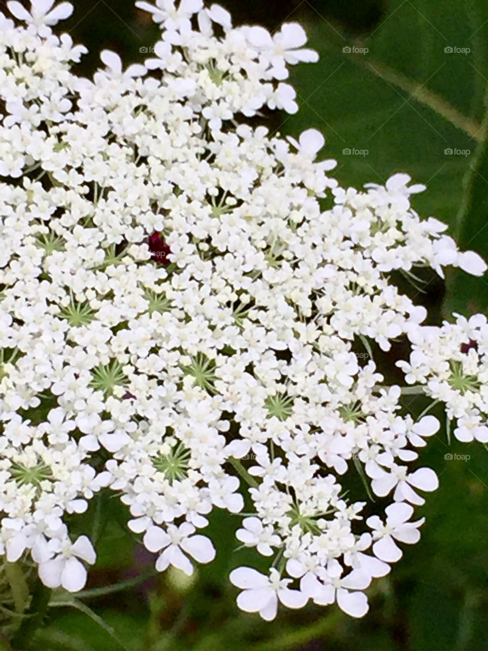 Queen Anne's lace 
Close up