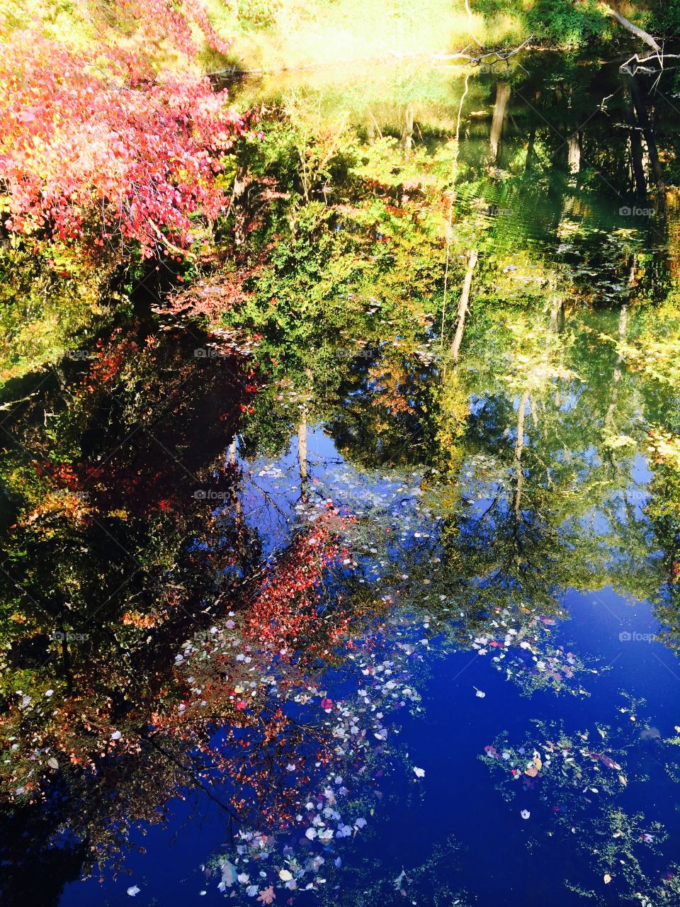 Colorful falls leaves & a pond. Colorful fall leaves have fallen on the top of a deep blue pond