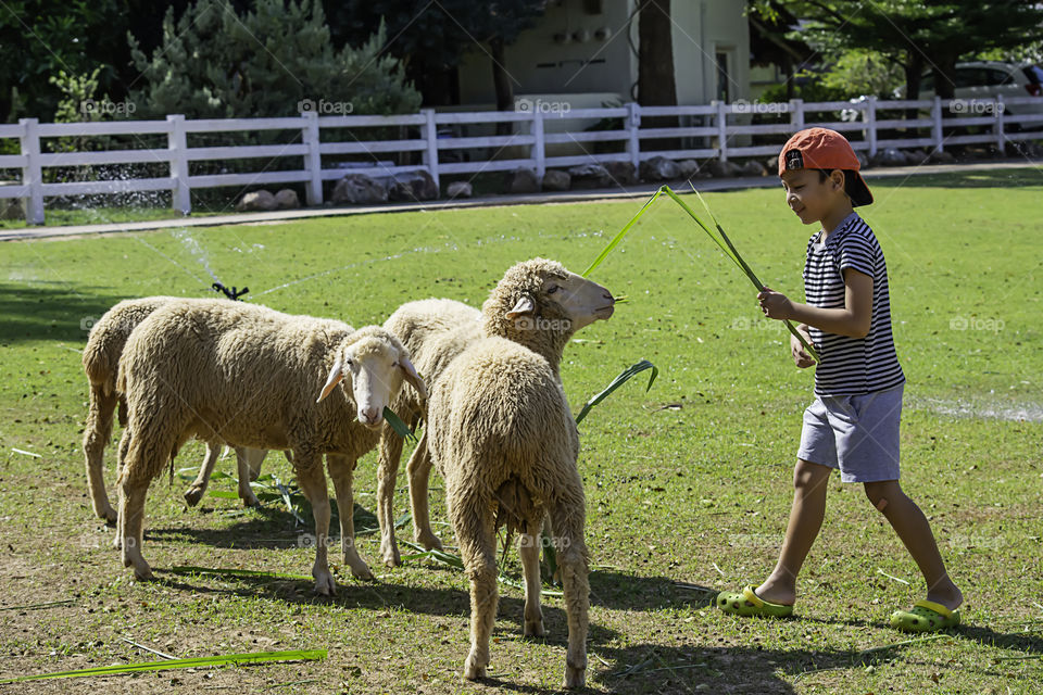 The  white sheep eat grass in the hands of Asian boys.