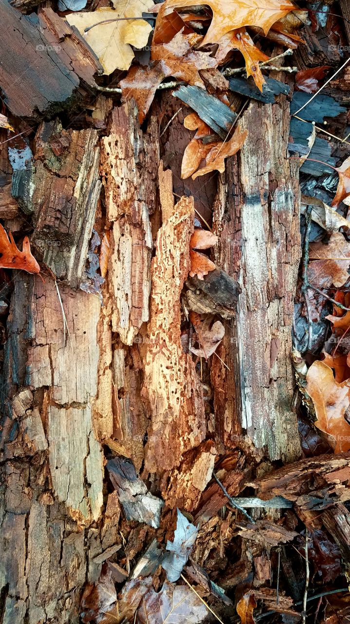 texture of wood decomposing.