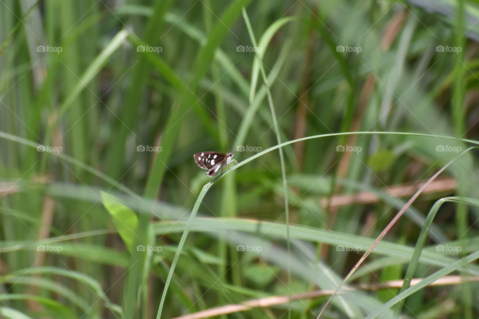 small butterfly on grass