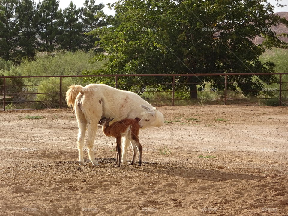 mom and baby llama