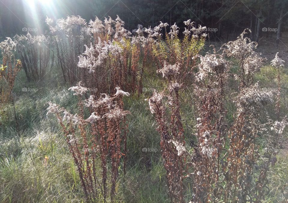 autumn fluffy flowers in the solar light