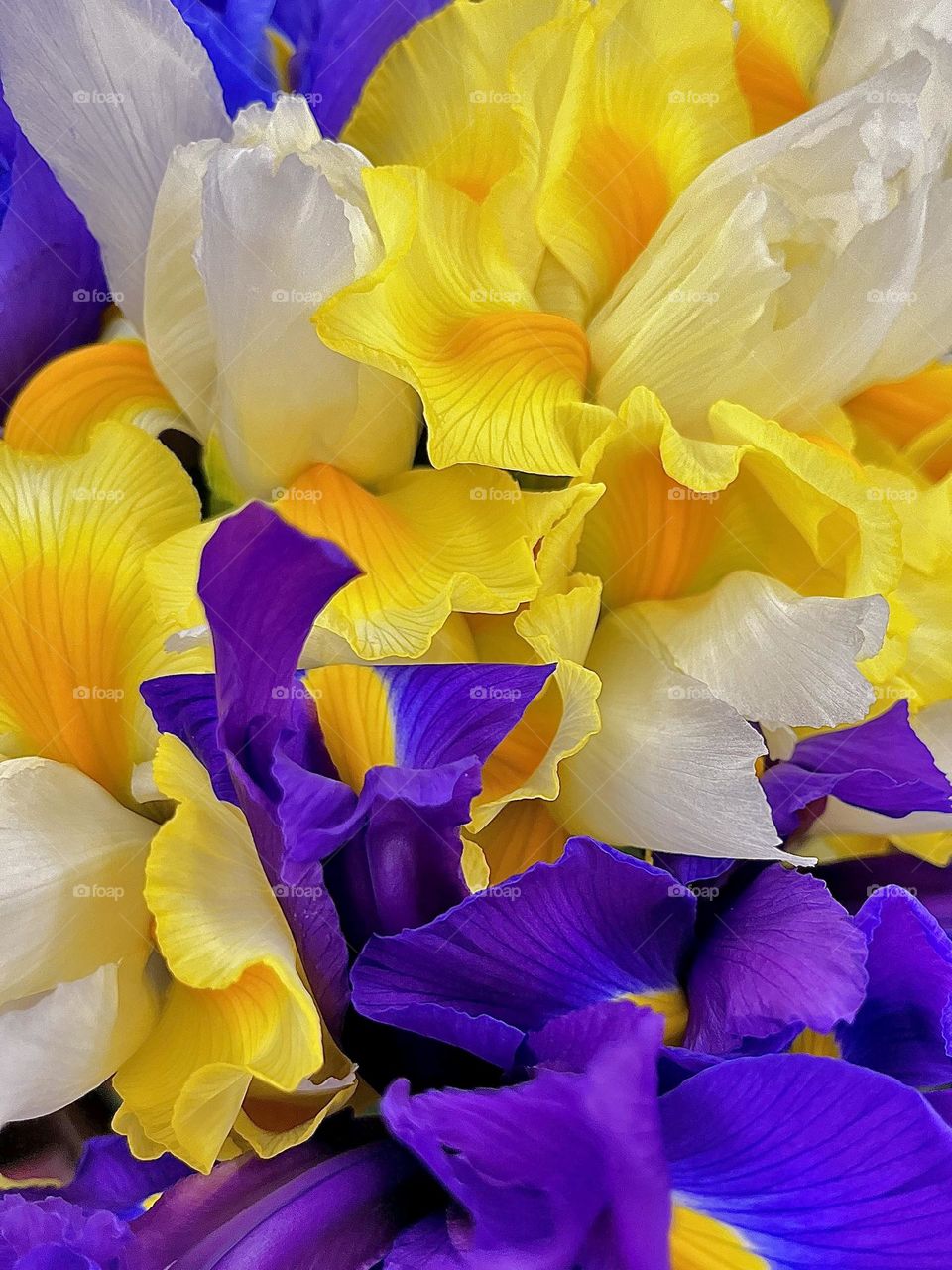 Spring Irises