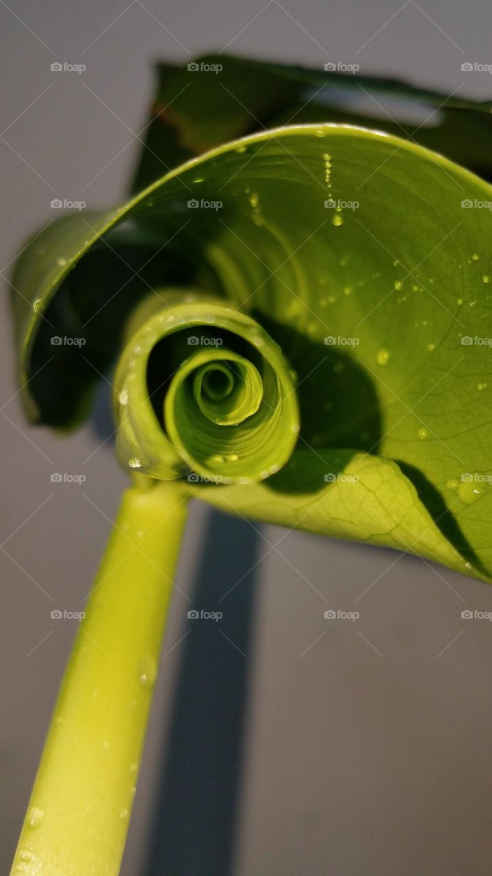 Unfurling monstera leaf