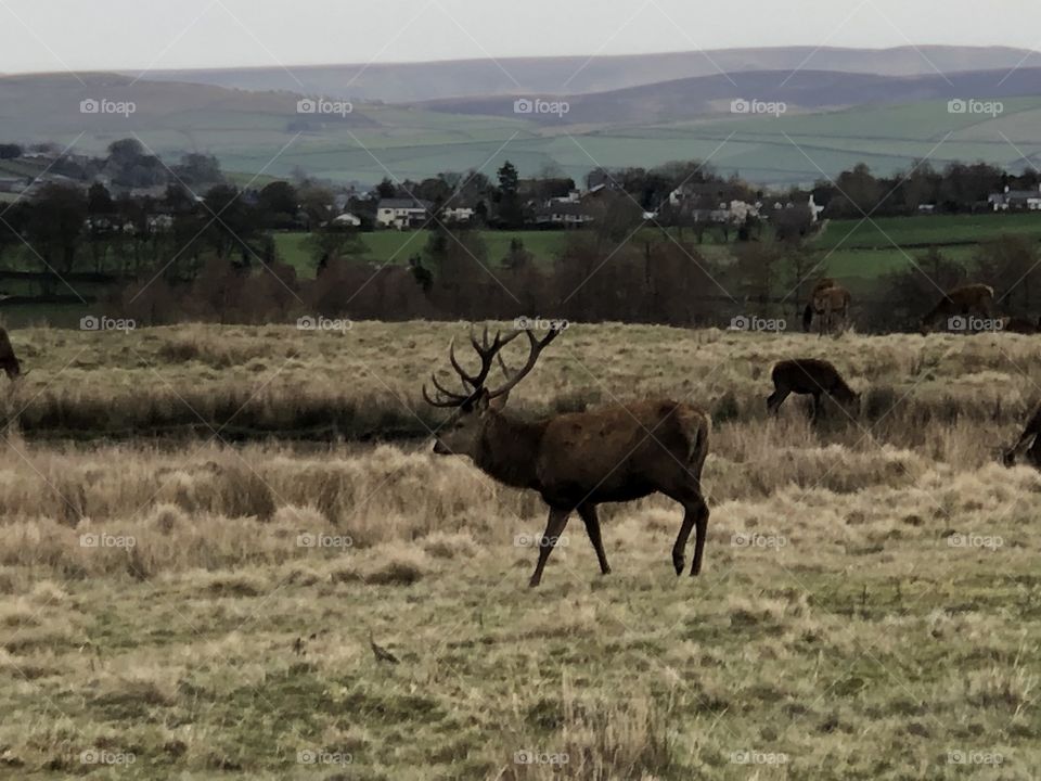 Red deer