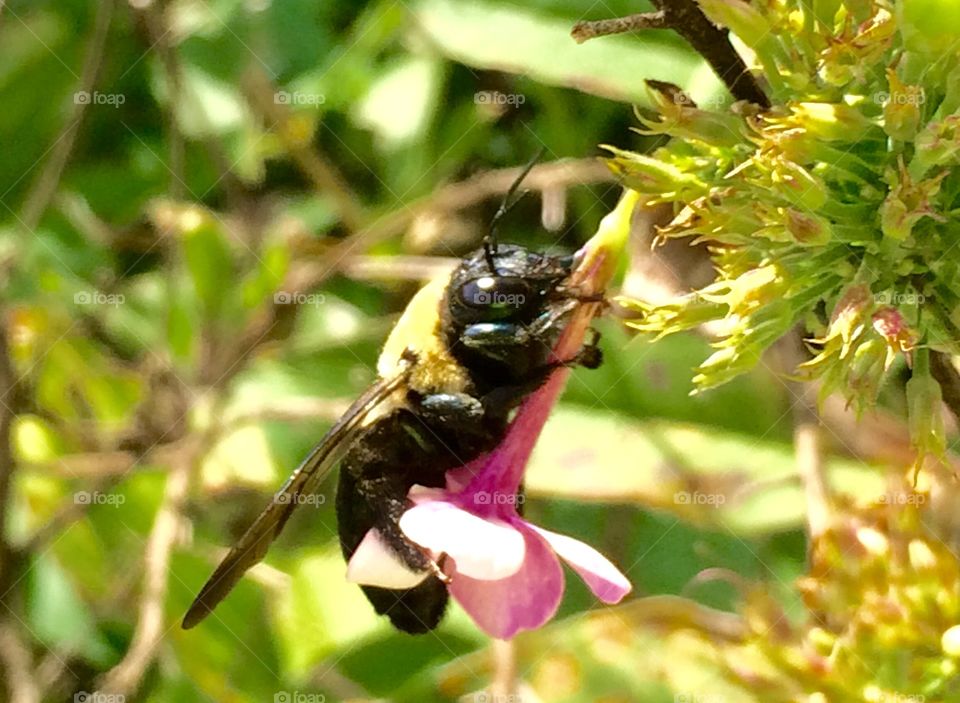 Bumblebee Outweighs a Flower