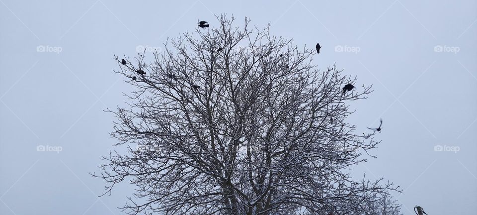 crows and tree